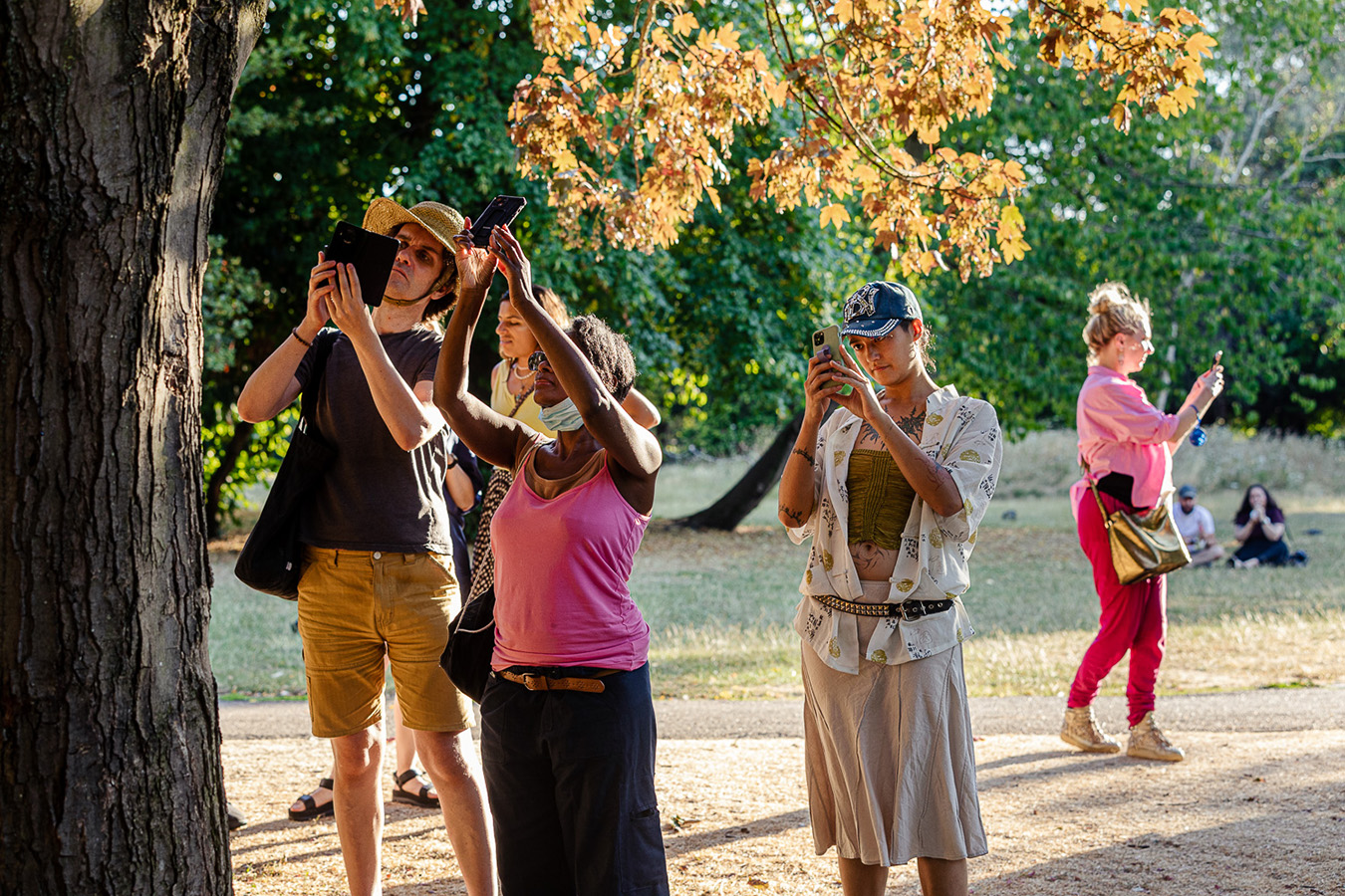 3 people in a park on a sunny day holding up their phones towards a tree